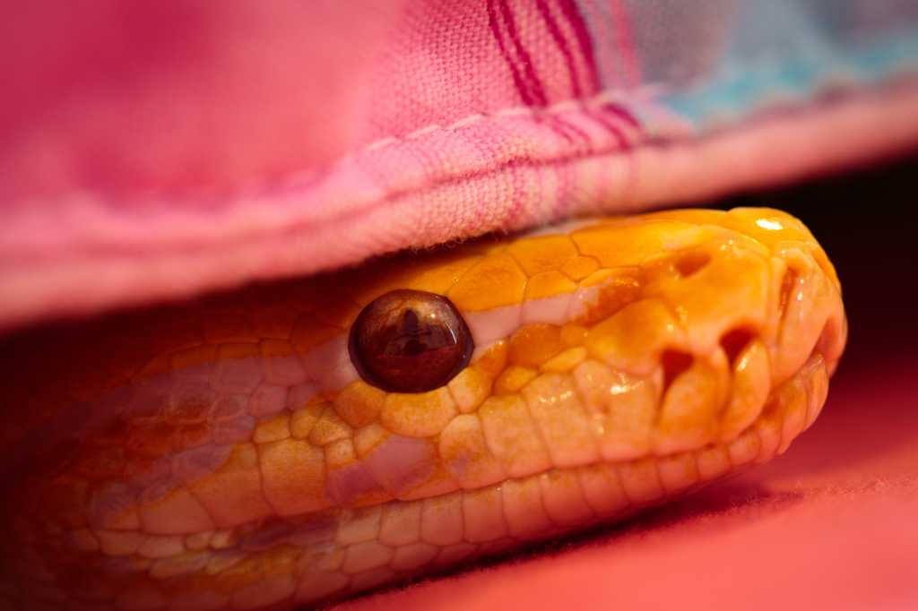 Sleepy golden python under a quilt.