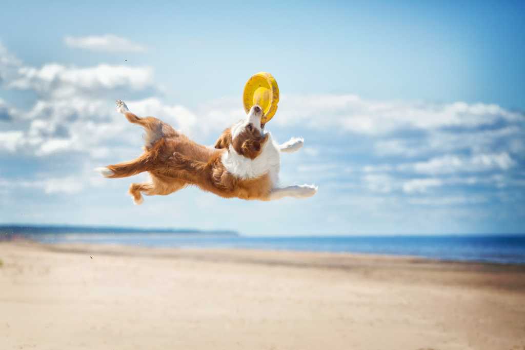 Border Collie dog leaps to catch a frisbee disc at the beach with sand, sea, blue sky, and clouds in the background