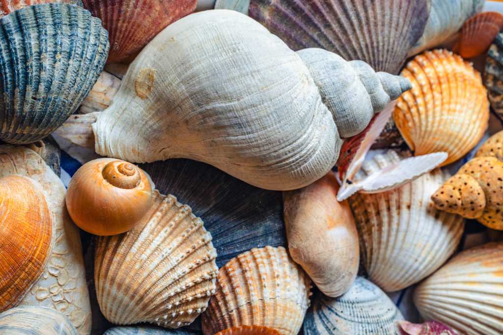 A collection of shells collected on beaches in Ireland